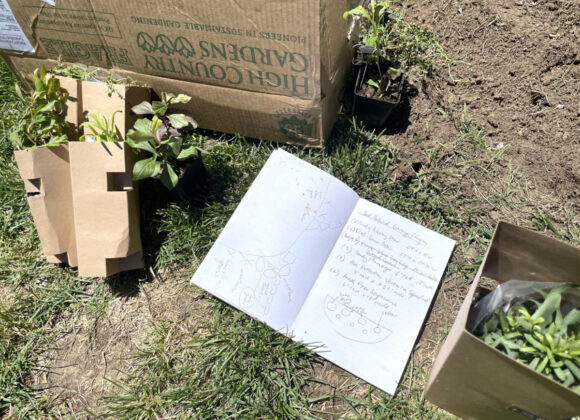 Beneath the Maple IMG_4750-scaled-e1683150353133-580x420 How to Replace Your Lawn with Low Water Plants  