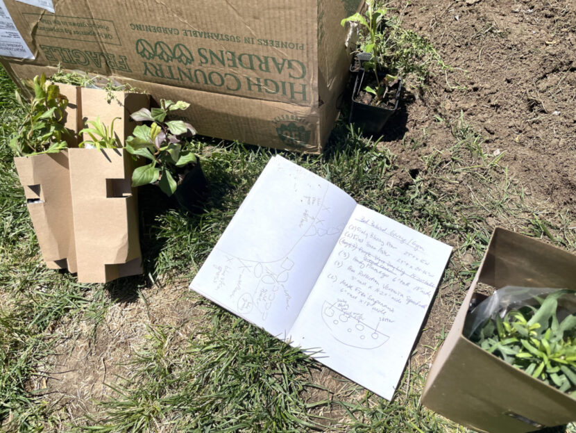 Beneath the Maple IMG_4750-scaled-e1683150353133-830x623 How to Replace Your Lawn with Low Water Plants  