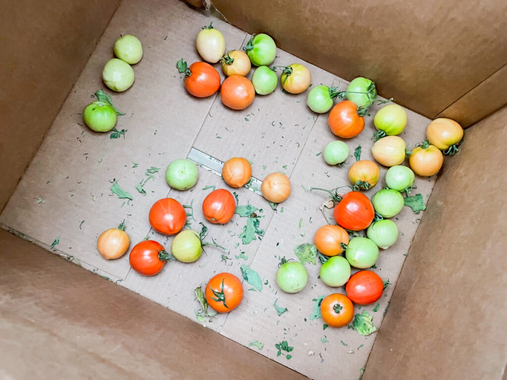 Beneath the Maple tomatoes-ripen-cardboard-box-1024x768 How to Make a Homemade Marinara Sauce Grown from Your Vegetable Garden  