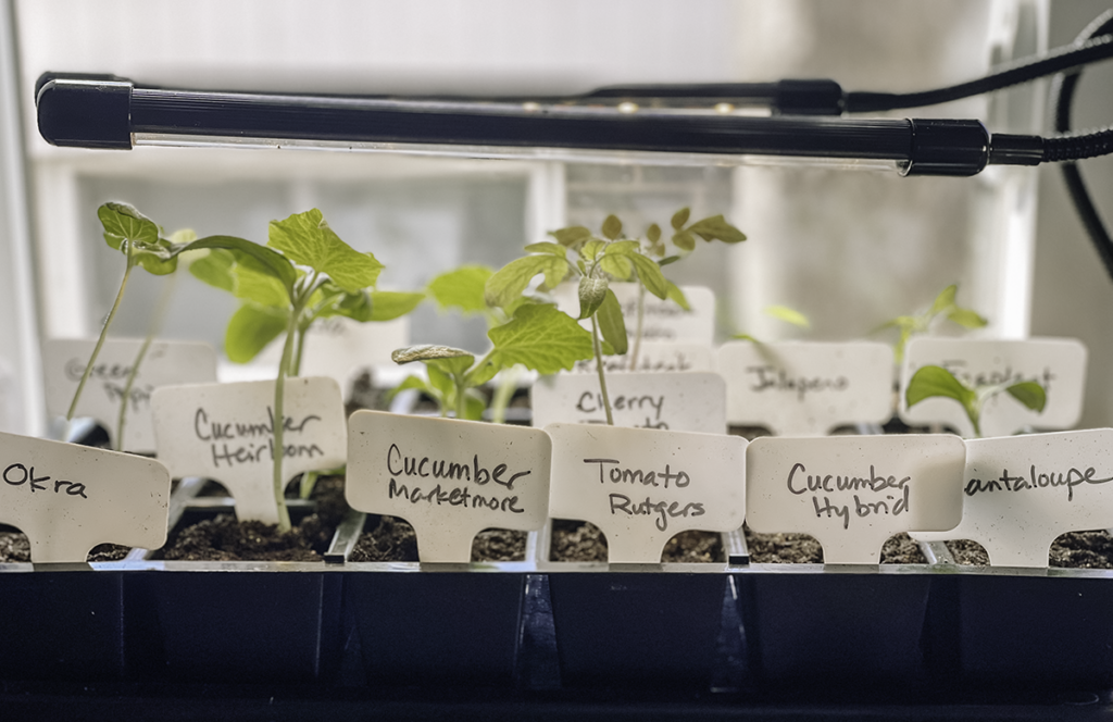 Beneath the Maple growing-seeds-indoors-grow-lights-1024x664 Your Garden on a Budget: Our Best Tips  