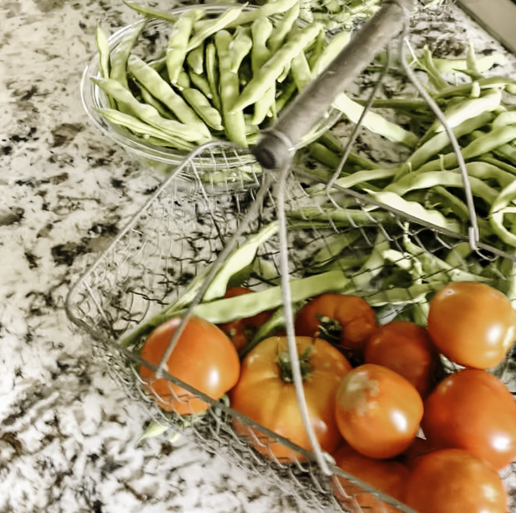 Beneath the Maple tomato-harvest-in-basket-1024x1018 How to Plan Your Garden: A Step-by-Step Timeline  