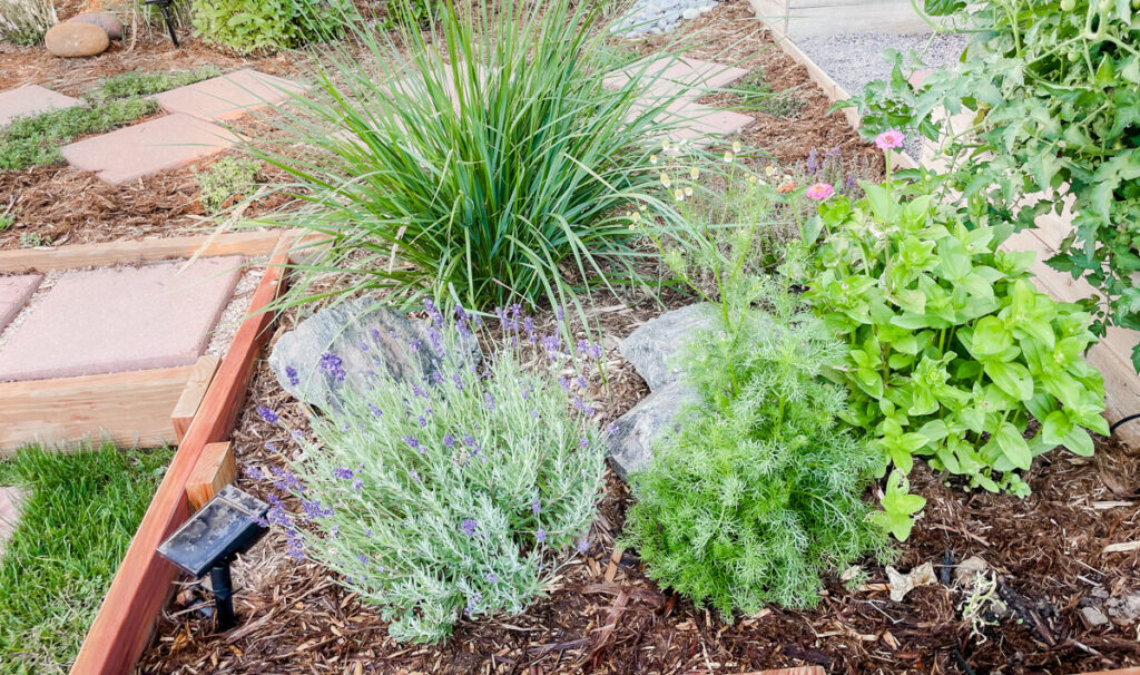 Beneath the Maple medicinal-herbs-lavender-chamomile-e1692366572337-1024x606 How to Landscape a Sloped Yard: 8 Creative Tips to Consider  