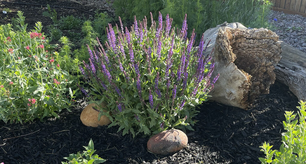Beneath the Maple salvia-denver-flower-garden-1024x550 Colorado Cut Flower Garden: The Best Drought Tolerant Choices  