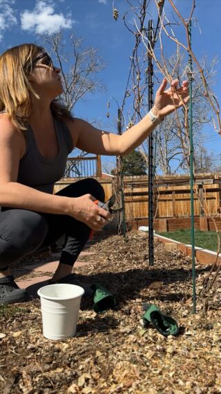 It’s time to prune my dormant grape vines for the first time! 😬 I educated myself through YouTube videos last night so here goes! I bought these Frontenac wine grapes last year and pruned them back just a bit when I first planted them, but this year feels different (and slightly scarier!) because they’re larger and I’ve never done this before. But I wanted to learn how to tend to wine grapes, so here goes! #grapepruning #winegrapes #coloradowinegrapes #backyardwinevines