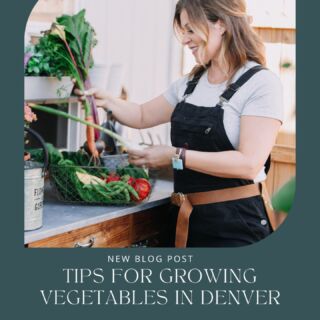 Excited to start your own vegetable garden in Denver this season? I pulled together some of the things I've learned over the years to make gardening in this dry climate a little easier. Ensuring a reliable watering system is key for thriving veggies in our hot, dry summers. Check out our latest blog post (Link in Bio) for a little advice on cultivating your Denver vegetable garden. 

📷: @gabrielaphoto_lifestyle

#DenverGardening #DenverVegetable Garden #VegetableGarden #GardeningTips