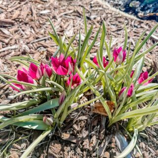 Spring bulbs are a must-have for any garden! I'm already planning for next year and adding more tulips, daffodils, and hyacinths. I want to see more of these in my garden while waiting to get planting outside…and for the snow to finally stop falling in Denver!

#springbulbs #gardening #gardenplanning #tulips #daffodils #hyacinths #colorfulgarden #denvergardening #gardeningtips