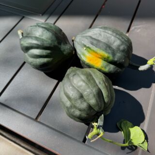 My first acorn squash harvest. I’m pulling these in before the squirrels get them. Now to find some good recipes for acorn squash. Do we like acorn squash? I’m going to find out! #acornsquash #fallharvest #denvergarden