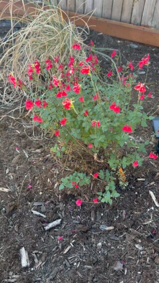 Loving the last of my fall blooms. I bought this from a nursery later in summer. Need to look up its name to recall what is. Glad I did because it’s only thing flowering much yet in my garden this late in the year. #fallgarden #denvergarden