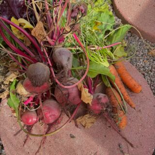 This was my last harvest of the year-beets and carrots-from October 25th. We had a nice, long warm, fall. I was happy to enjoy my garden as long as I did this year!